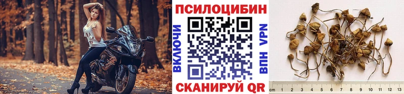 даркнет телеграм  MEGA как зайти  Чёрмоз  Галлюциногенные грибы Psilocybine cubensis 